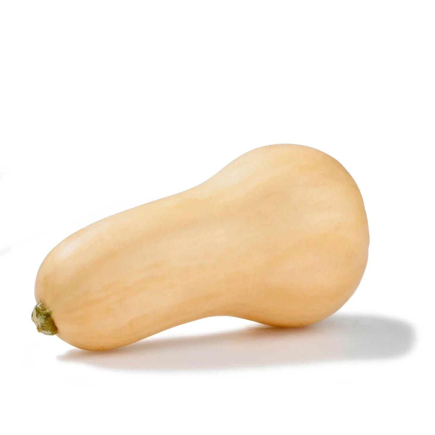 Butternut Squash Seeds - 10 Vegetable Seeds, Cucurbita moschata, Non-GMO, Heirloom, Full Sun, Easy to Grow, High Yield, USA Shipping