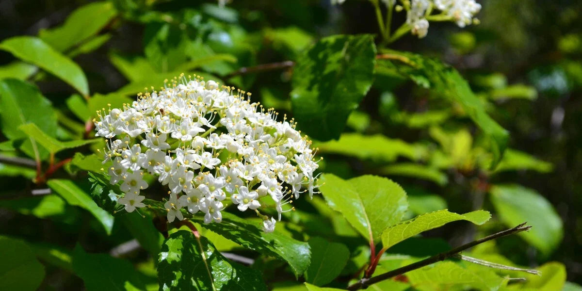 Black Haw Live Plant – Viburnum prunifolium – 6 Inch Shrub with White Spring Blooms, Deciduous Landscape Plant