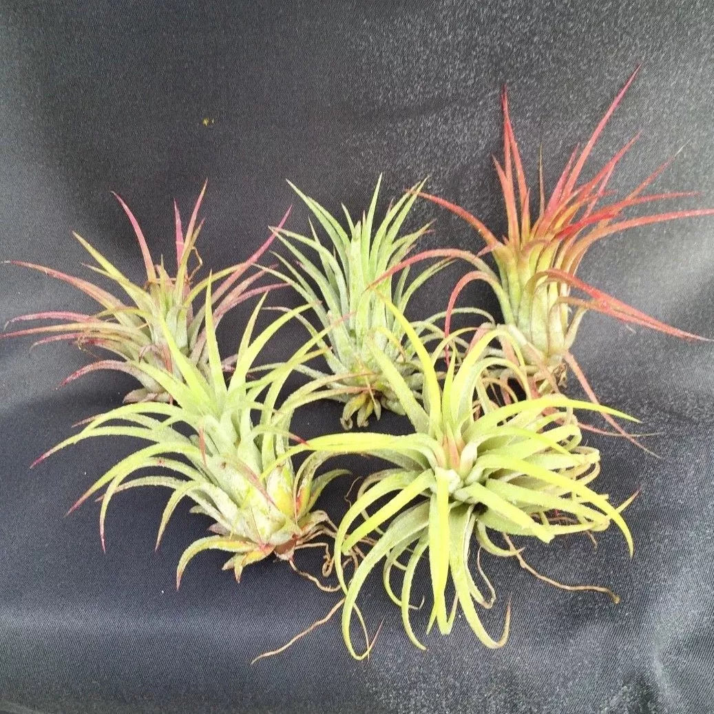 Tillandsia Ionantha Air Plants Set of 5 – Blushing Bride Bromeliads, Epiphytic, Low Maintenance, Indoor, Pet Safe
