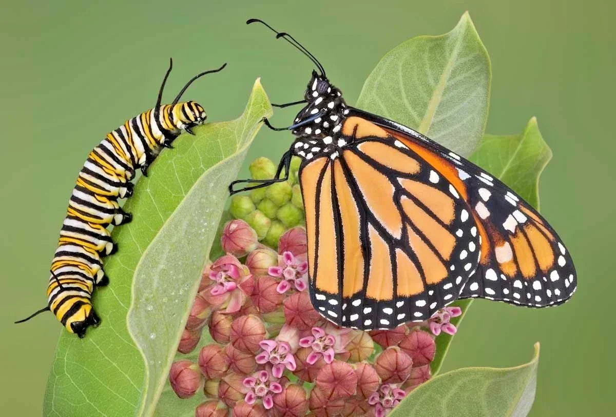 Common Milkweed Seeds - 51+ Pack - Native Asclepias Syriaca for Container Gardens