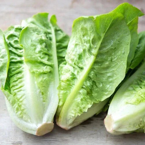 Little Gem Lettuce Seeds – Heirloom Non-GMO Organic Lactuca sativa