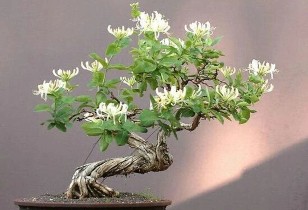 Honey Suckle Plant Rooted Cuttings for Bonsai | Lonicera spp. | Indoor & Outdoor Gardening | 4 Pack
