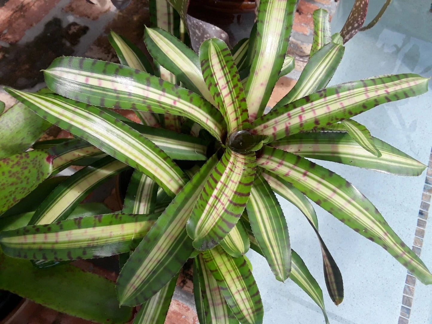 Neoregelia Palmares Bromeliad Plant - Small Indoor Tropical Houseplant with Colorful Foliage, Easy Care, Air Purifying