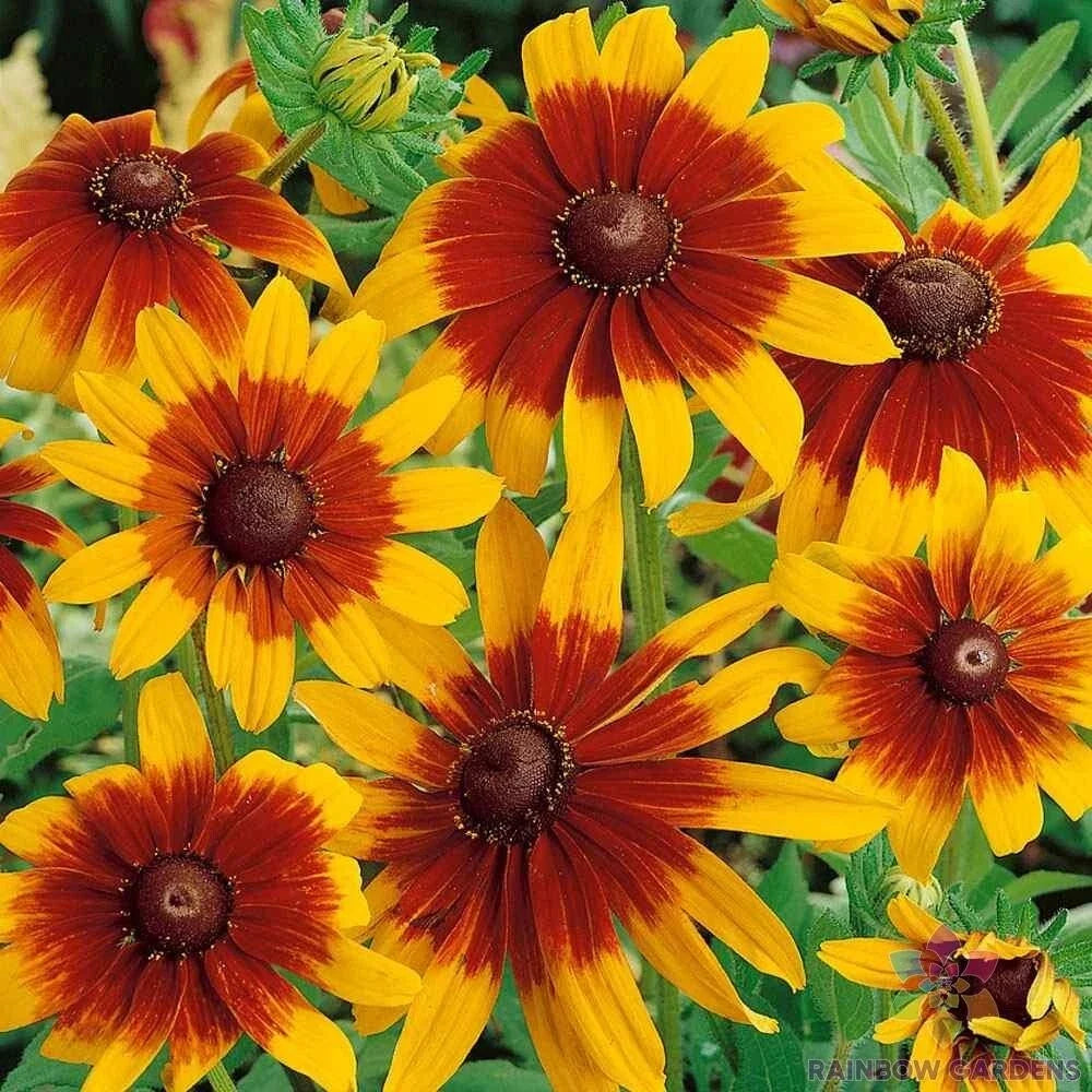Gloriosa Daisy Seeds Pack - 200+ Rudbeckia hirta Yellow Flower Seeds for Garden Planting