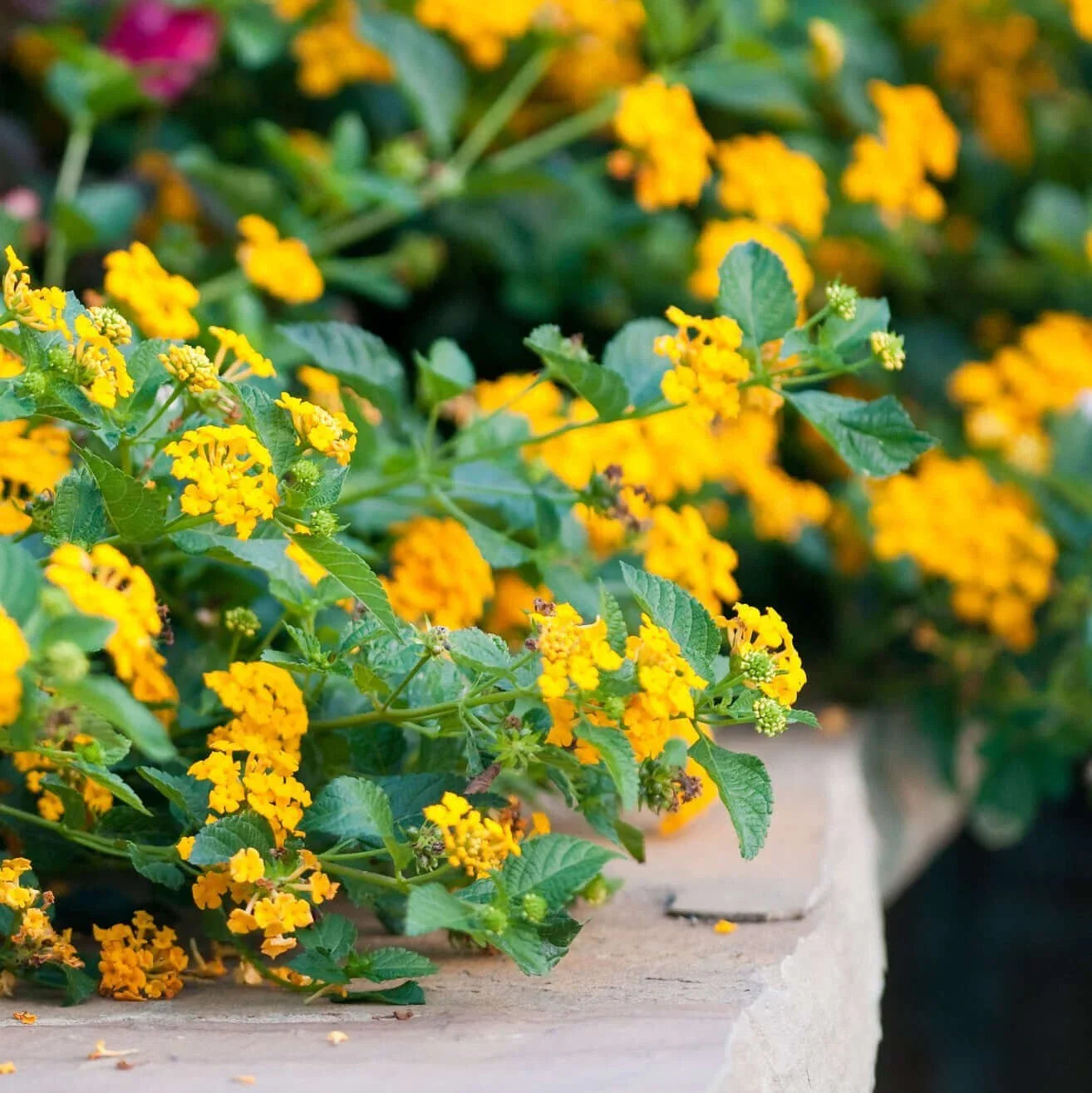 Lantana Chapel Hill Gold Plant Plug - Hardy, Easy to Grow, Butterfly Attracting