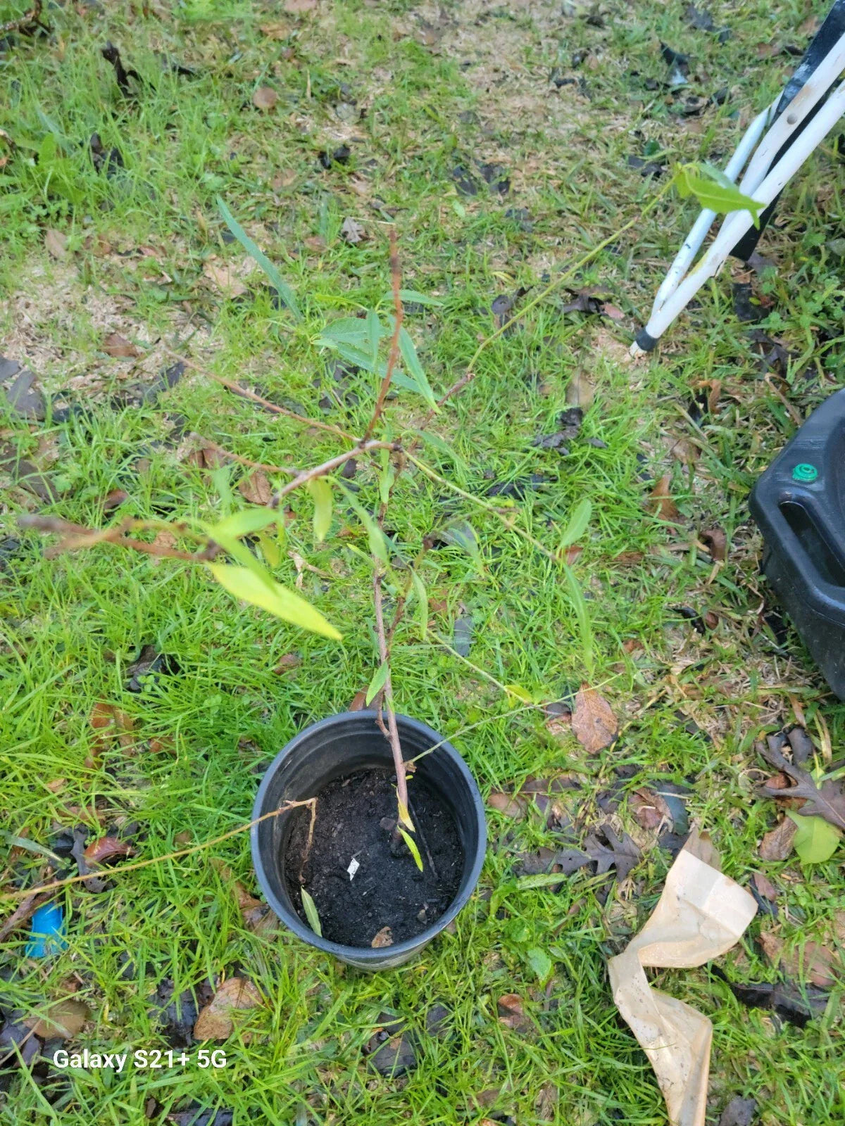 Nectarine Small Tree Dwarf Variety | Prunus persica var. nucipersica for Home Garden
