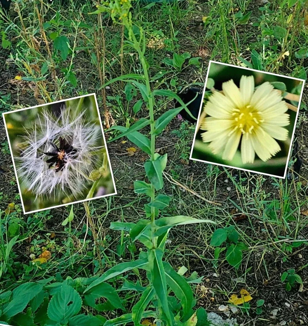 Wild Canada Lettuce Seeds – 50 Premium Lactuca canadensis Herb Seeds for Medicinal & Edible Garden