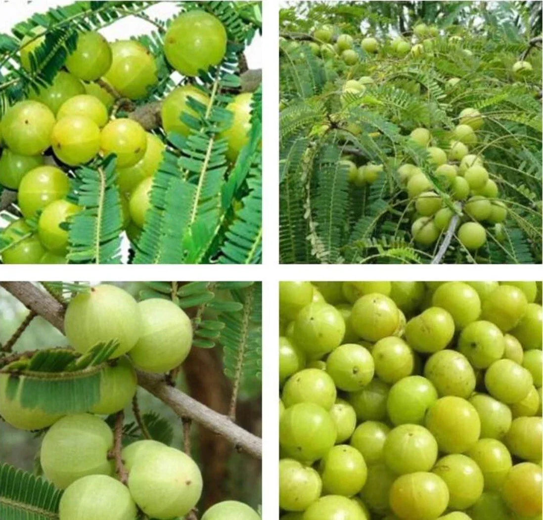 10+ Indian Gooseberry (Amla) Seeds - Phyllanthus Emblica Tree Seeds for Planting