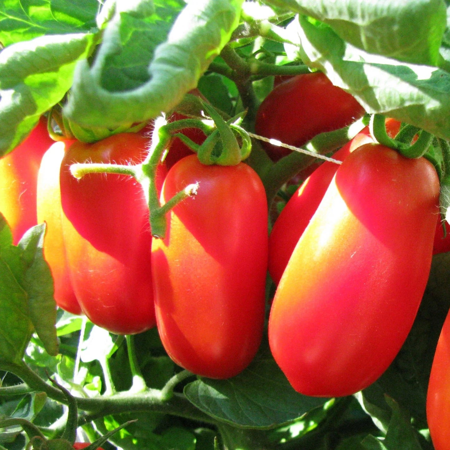 San Marzano Tomato Seeds | Heirloom Italian Roma Paste | Solanum lycopersicum | Compact Determinate Variety
