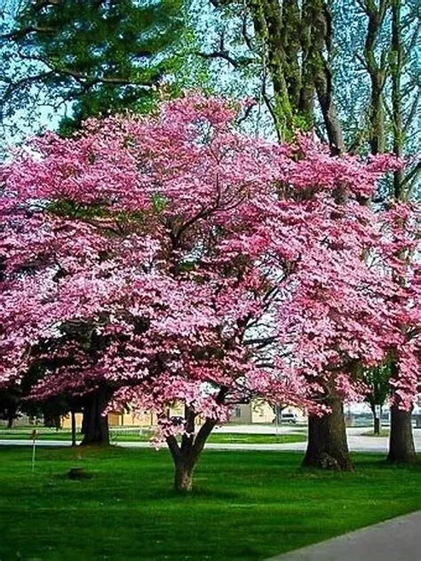 Cherokee Brave Dogwood Tree Live Bare Root Plant – Reddish-Pink Blooms, Fall Foliage, Cornus florida, Fast Growing, Zone 5-9