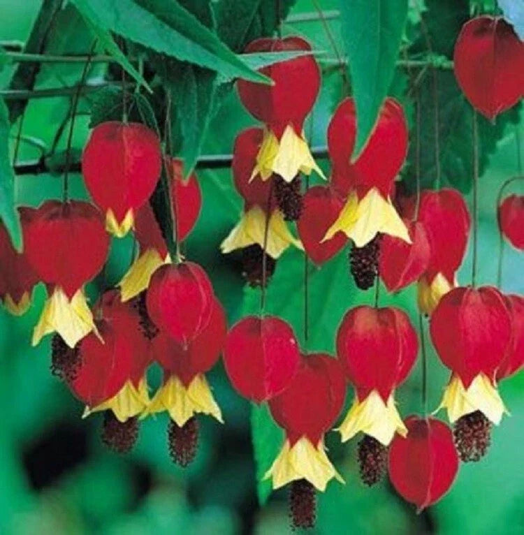 Bleeding Heart Seeds 25 Pack - Red Yellow Perennial Flower for Shade Gardens - Lamprocapnos spectabilis