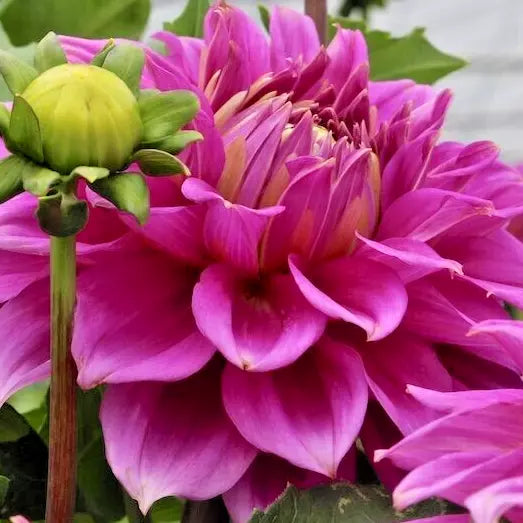 Dahlia Babylon Paars Bulb Tuber – Red Purple Blooms, Live Flower Plant, 8-10" Size, Full Sun, Cut Flowers