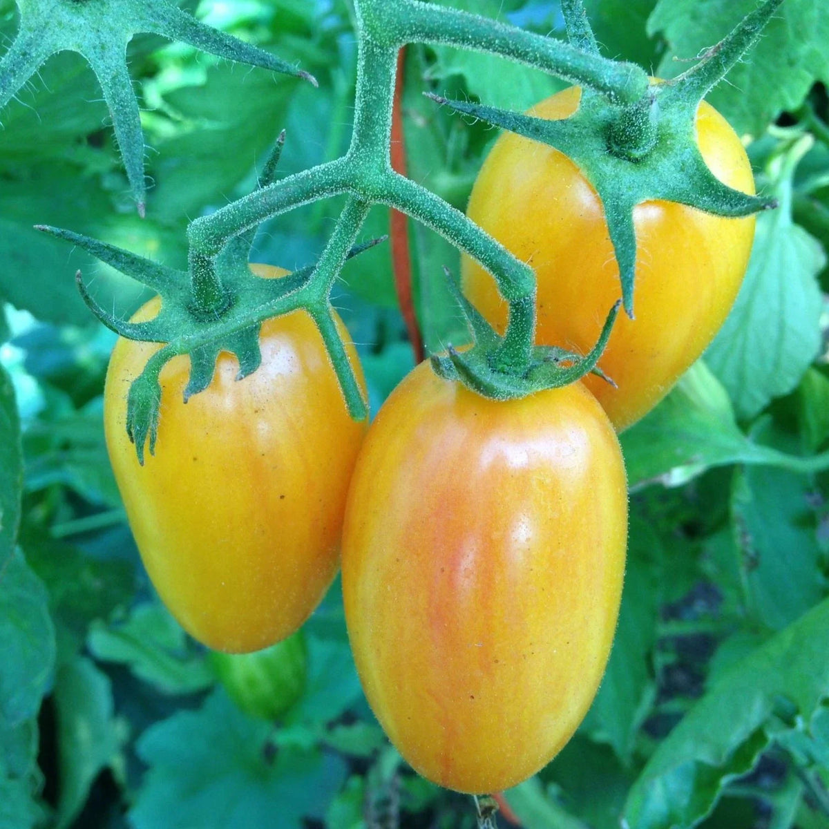 Artisan Blush Tomato Seeds - Julienne Cherry, Long Yellow, Non-GMO, Heirloom Variety, Solanum lycopersicum