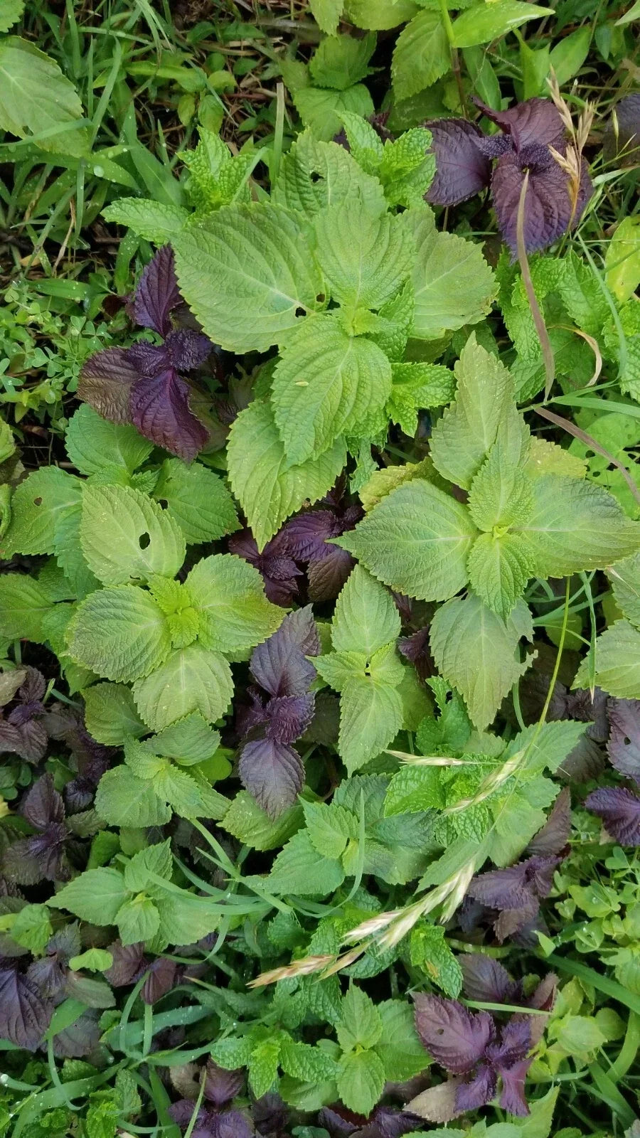 Shiso Perilla Plants Bundle – 12 Bare Roots + 12 Free Bonus – Culinary Herb, Perilla frutescens, Green Leaves