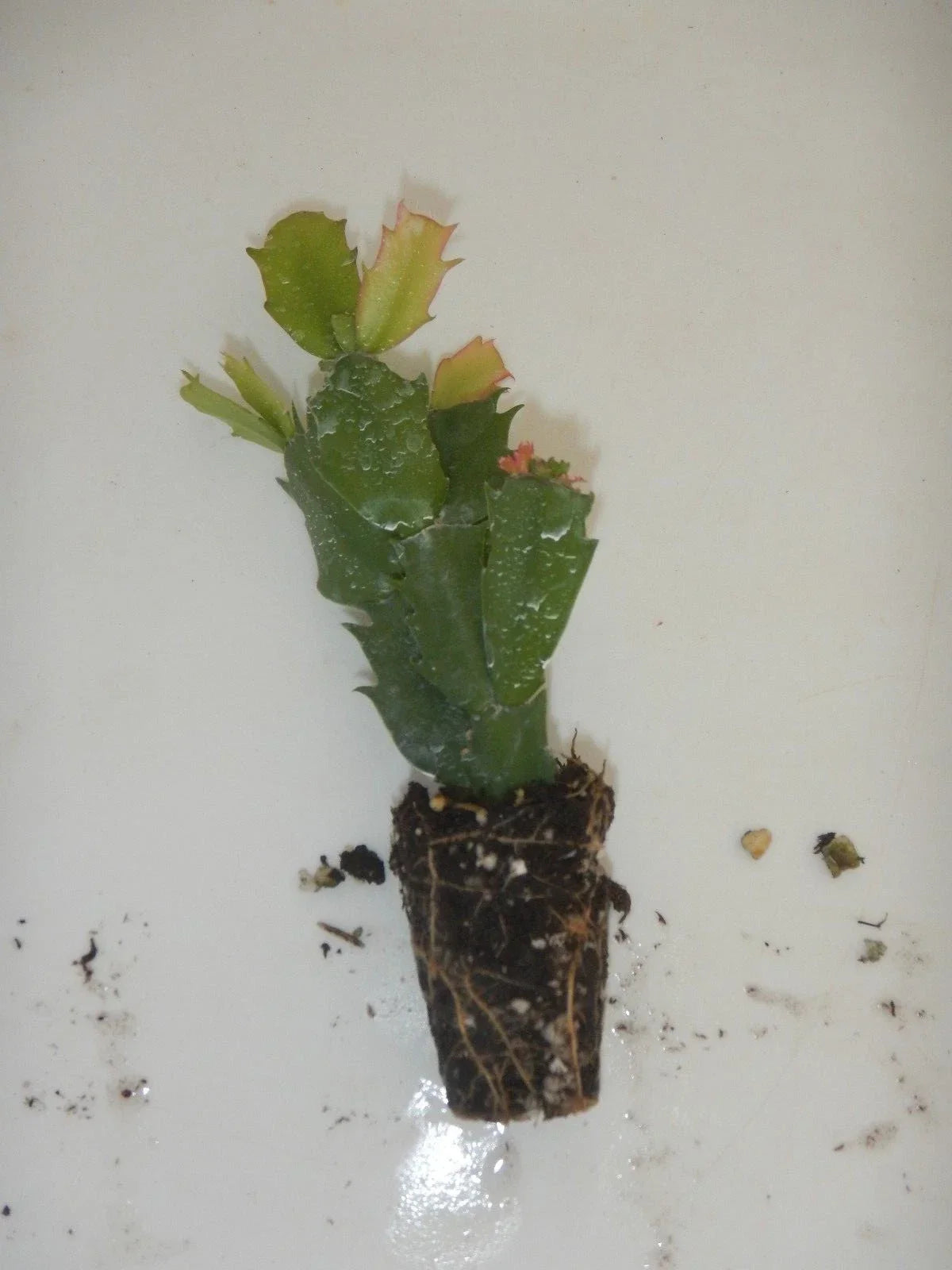 Christmas Cactus Plant - Schlumbergera Truncata Indoor Houseplant for Holiday Decor
