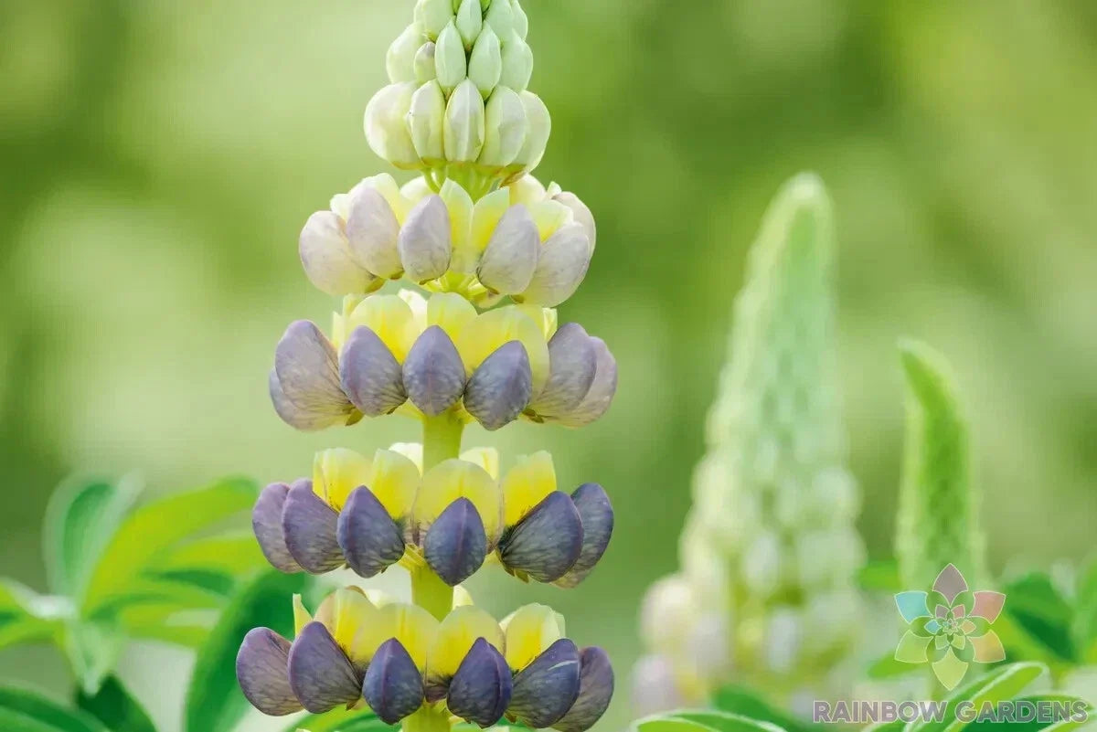 Bruiser Lupine Seeds - 25+ Pack, Lupinus polyphyllus, Perennial, Vibrant Flowering, Attracts Pollinators, Garden Planting