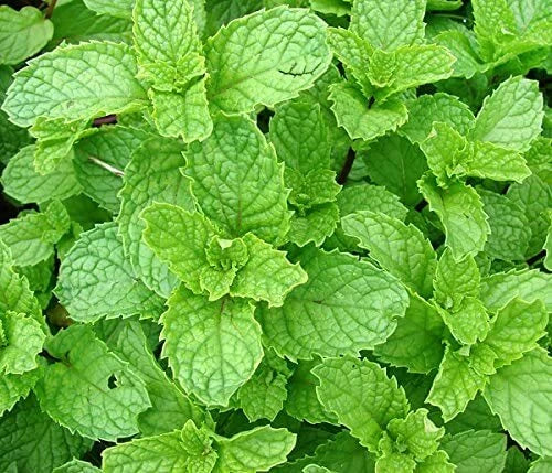 Spearmint Seeds 215 Count - Mentha spicata Herb for Culinary & Garden - Non-GMO, Easy to Grow, Aromatic Spice Seeds