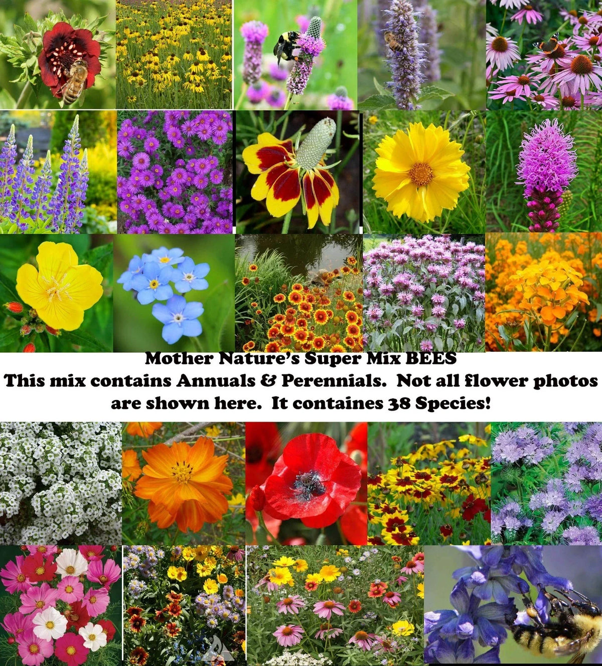 Wildflower Seed Mix - 1000 Non-GMO Seeds for Pollinators - 38 Species for Gardens & Meadows
