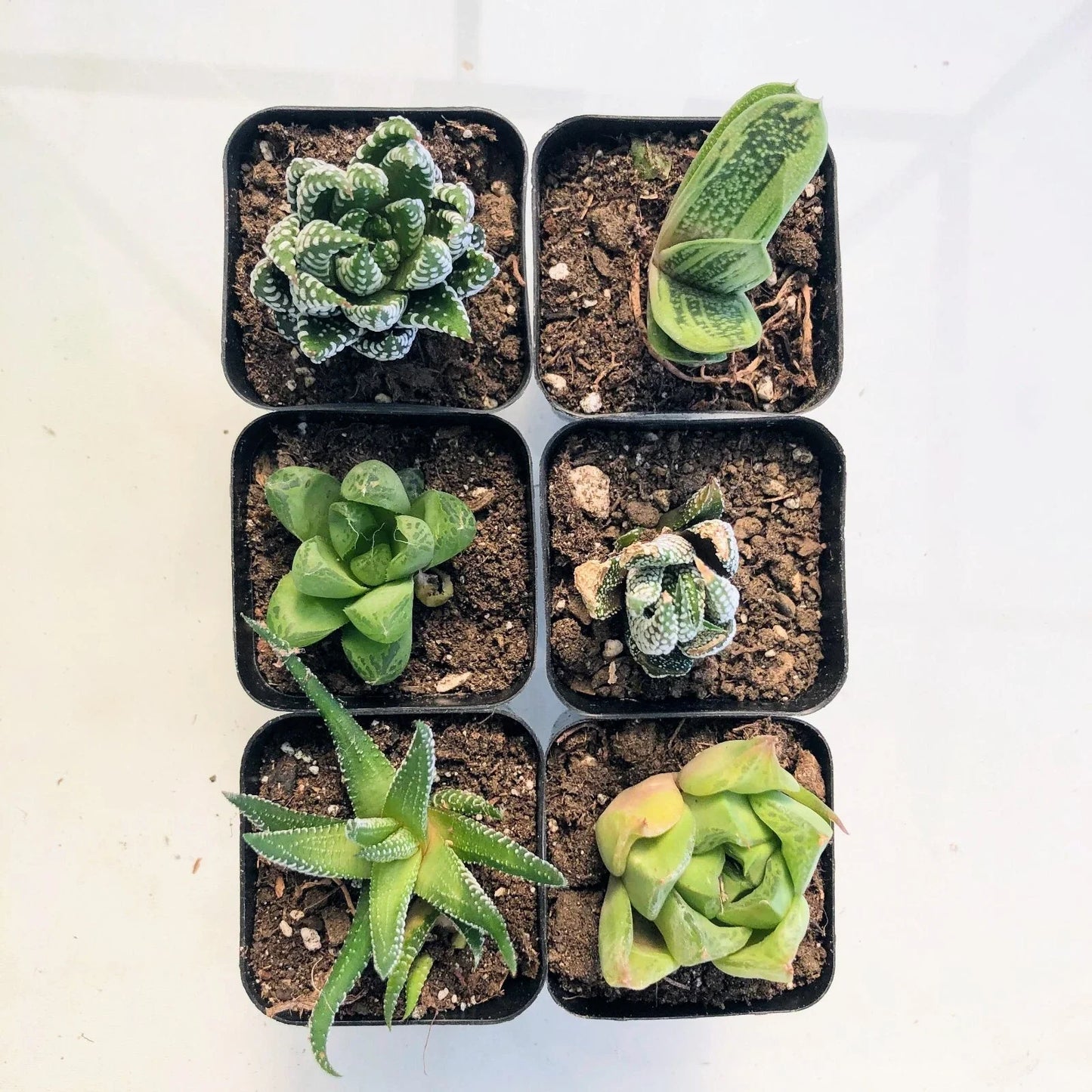 Live Haworthia Succulent Plant in 2" or 4" Pot – Indoor Decor, Wedding Favor, Haworthia spp.