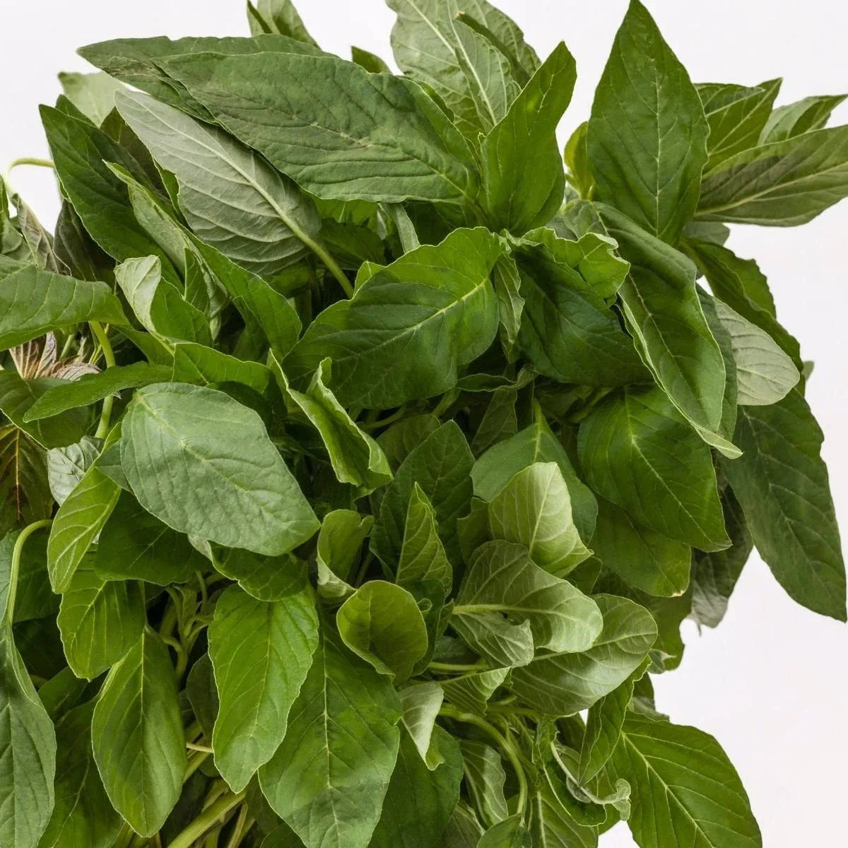 Green Amaranth Seeds - Microgreens, Chinese Spinach, Amaranthus Viridis, Non-GMO, 500+ Seeds for Indoor & Outdoor Gardening