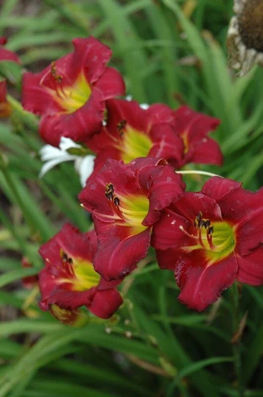 Daylily Pardon Me 4-Inch Pot, Compact Red Flowers, Reblooming, Hemerocallis, Butterfly Attractant, Deer-Resistant