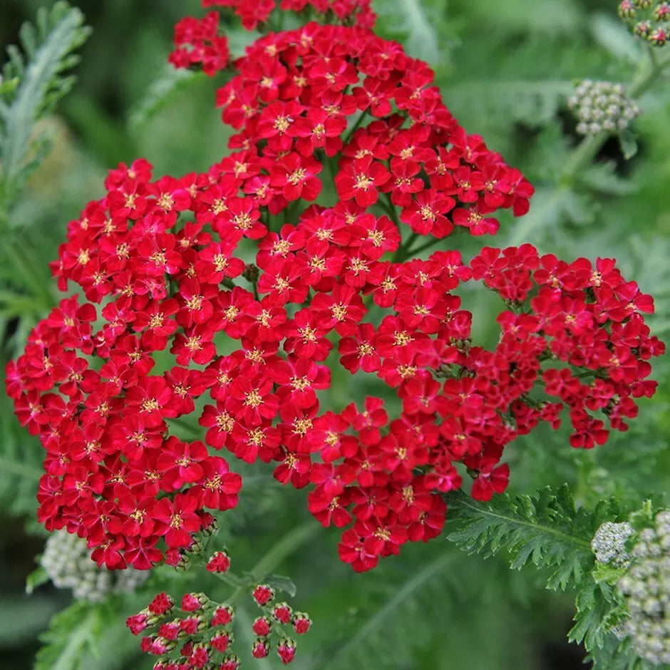 Red Yarrow Seeds Rubra - Easy Grow Perennial Herb Achillea millefolium