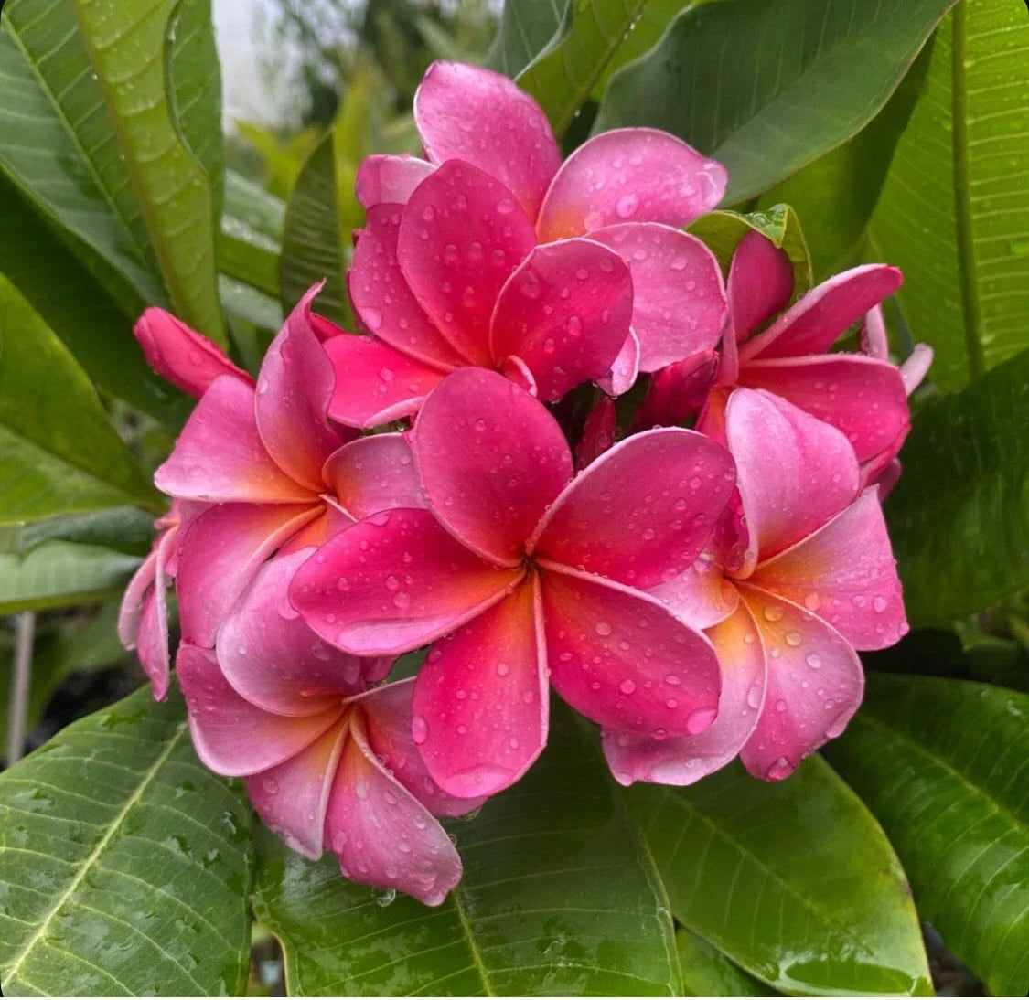 Rooted Plumeria Cutting - 12 Inch Pink Frangipani Plant with 1 Tip for Indoor Outdoor Garden