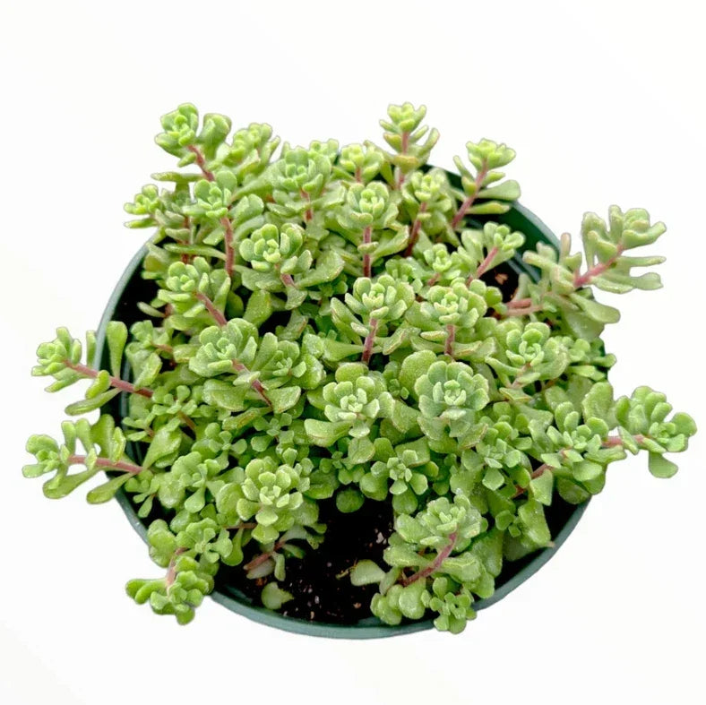 Sedum Versadense Korean Succulent Plant 2 Inch | Indoor Outdoor Drought-Resistant Greenery