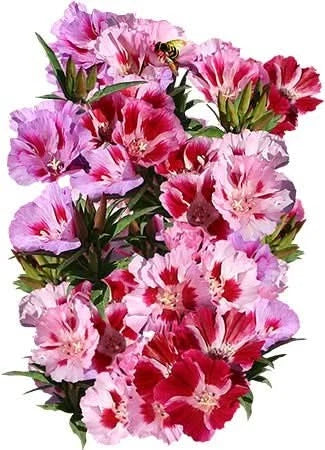 Dwarf Godetia Seeds - Farewell to Spring Clarkia amoena Flower Seeds for Vibrant Garden Blooms