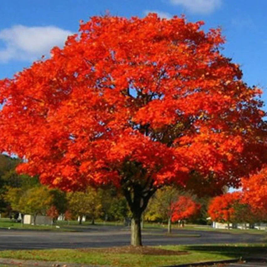 Northern Red Oak Live Plant Set of 2, 18-24 Inches, Quercus rubra, Shade Tree for Landscaping and Garden