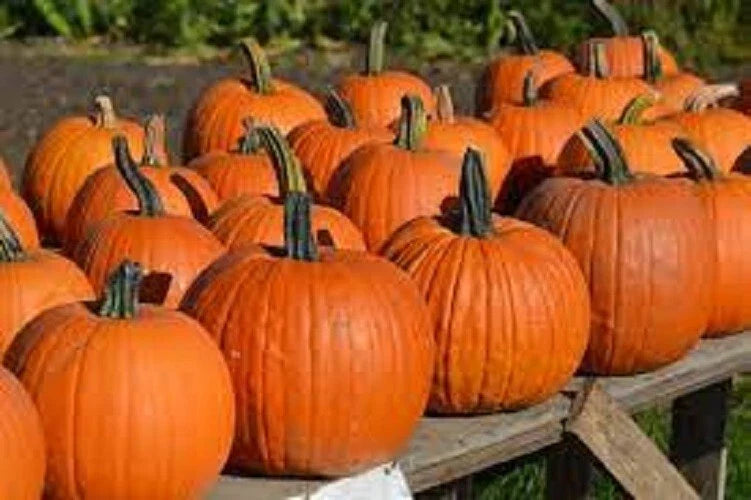 Premium Heirloom Pumpkin Seeds - Connecticut Field Variety - Cucurbita pepo - Vintage 1700s Heritage Seed Packet