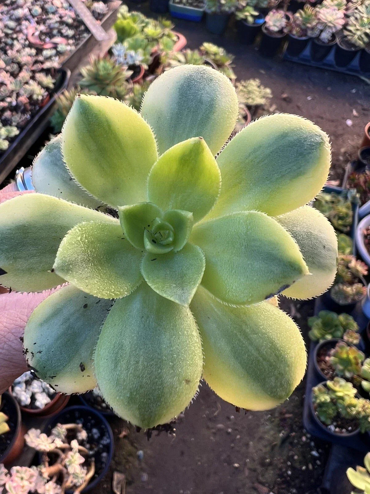 Aeonium Floresens Succulent Plant - Rooted Green and Purple Variegated Foliage Indoor/Outdoor