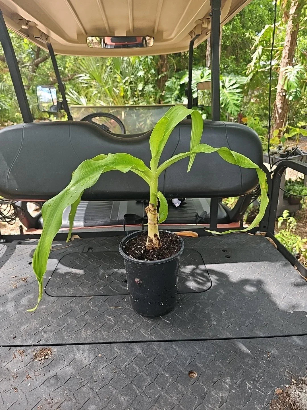 Crinum Lily Asiaticum Giant White Spider Variegated Live Plant - Indoor & Outdoor Garden