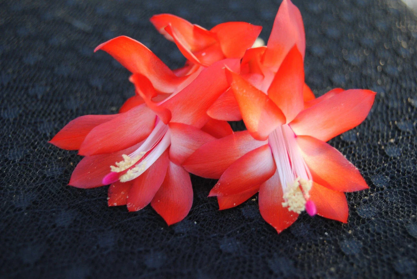 Christmas Cactus Starter Plant - Small Red Dragon - Schlumbergera Truncata