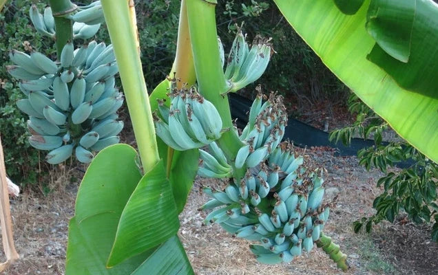 Blue Java Banana Tree - Ice Cream Banana - Well-Rooted Plant - Musa acuminata 'Blue Java' - Tropical Fruit Plant