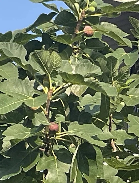 Rooted Brown Turkey Fig Tree - 5-8 Inches - Ficus Carica - Hardy Fruit Tree for Garden or Container