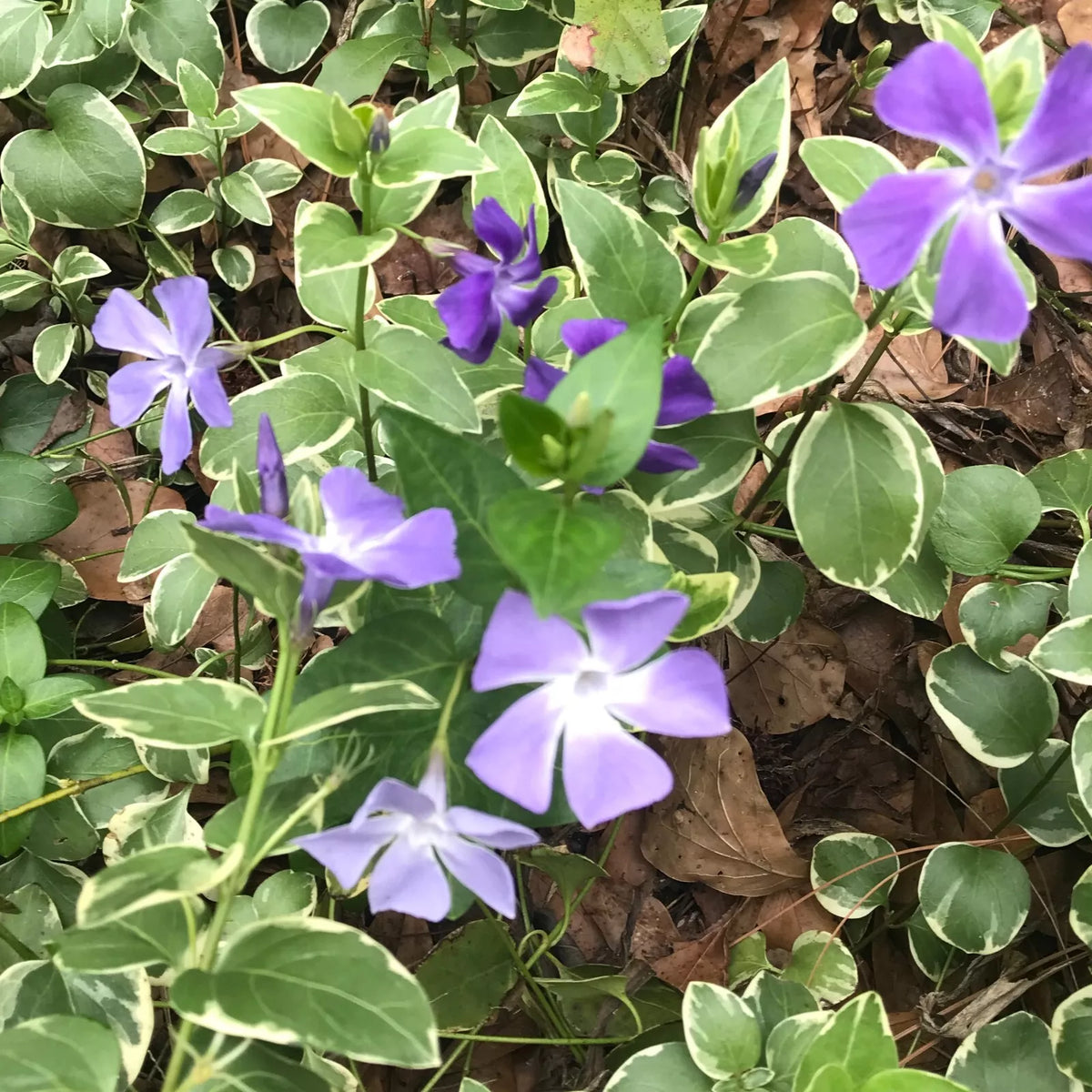 Bare Root Vinca Minor Trailing Vine Starter Plants, Purple Blooms, Variegated Foliage, Ground Cover, Easy to Grow