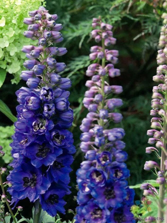 200+ Dark Blue Bee Delphinium Seeds - Delphinium elatum Magic Fountains