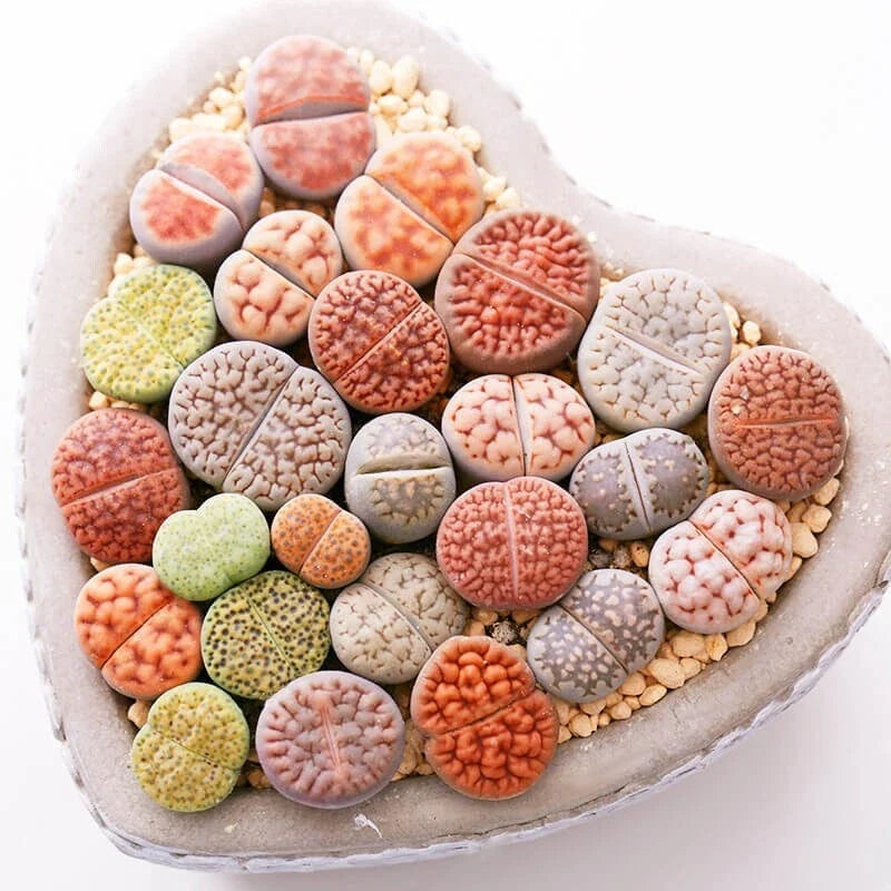 Mixed Lithops Seeds 100pcs | Pseudotruncatella Living Stones Succulent Seeds for Indoor & Garden Planting