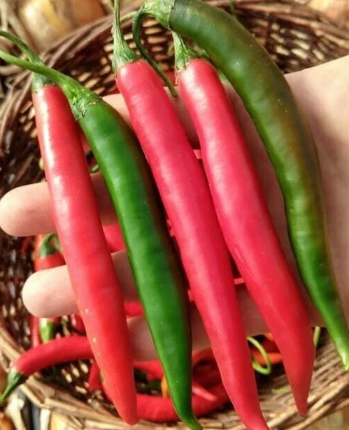 Thai Prik Chi Faa Pepper Seeds - 20 Fresh Harvested Capsicum annuum Spicy Variety for Gardening & Cooking