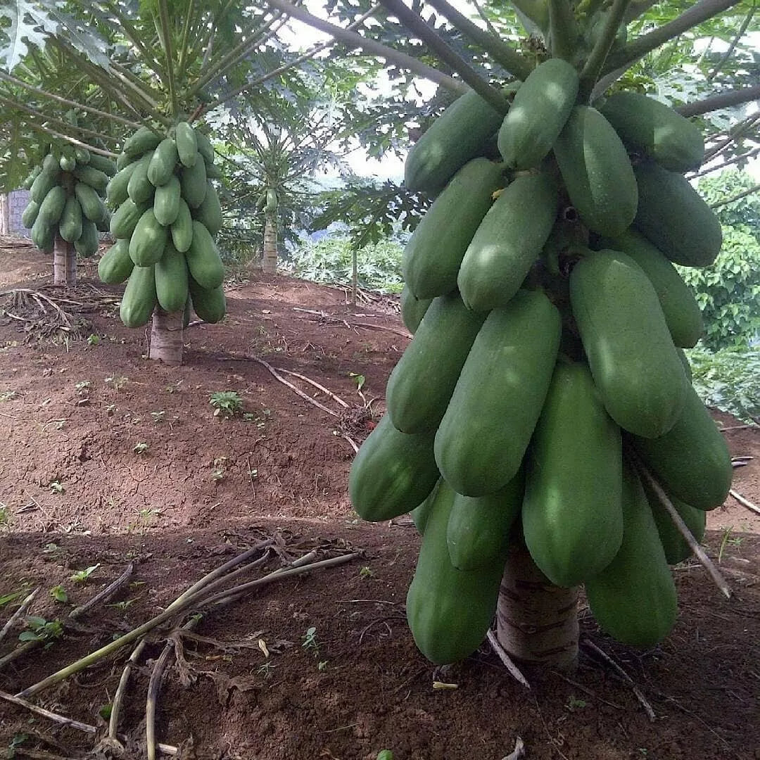 55 Calina True Dwarf Papaya Seeds - Fast Growing Carica papaya, 9 Months to Harvest