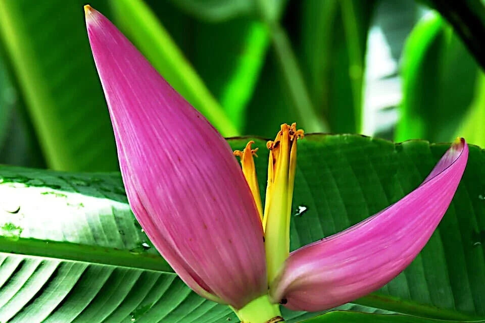 Pink Dwarf Banana Tree Seeds, Musa velu, Rare Tropical Fruit Plant, Hardy for Zone 7b, Fast-Growing Ornamental Plant