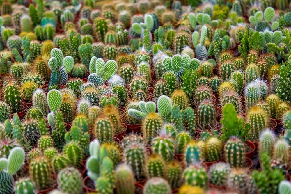 Cacti Seeds Mix - 50+ Exotic Varieties for Indoor Gardening - Drought-Tolerant, Low Maintenance, Fast Germination