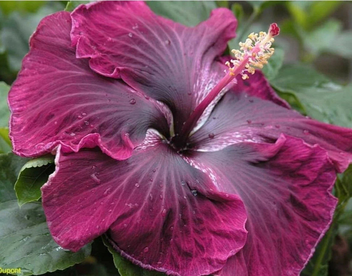 Black Dragon Tropical Hibiscus Starter Plant - Well Rooted Hibiscus rosa-sinensis, Small Pot, Dark Flowers