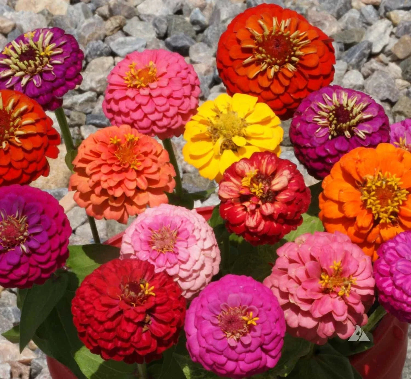 Thumbelina Zinnia Seeds Mix - Dwarf Colorful Flowers for Container Gardening and Bouquets - Zinnia elegans