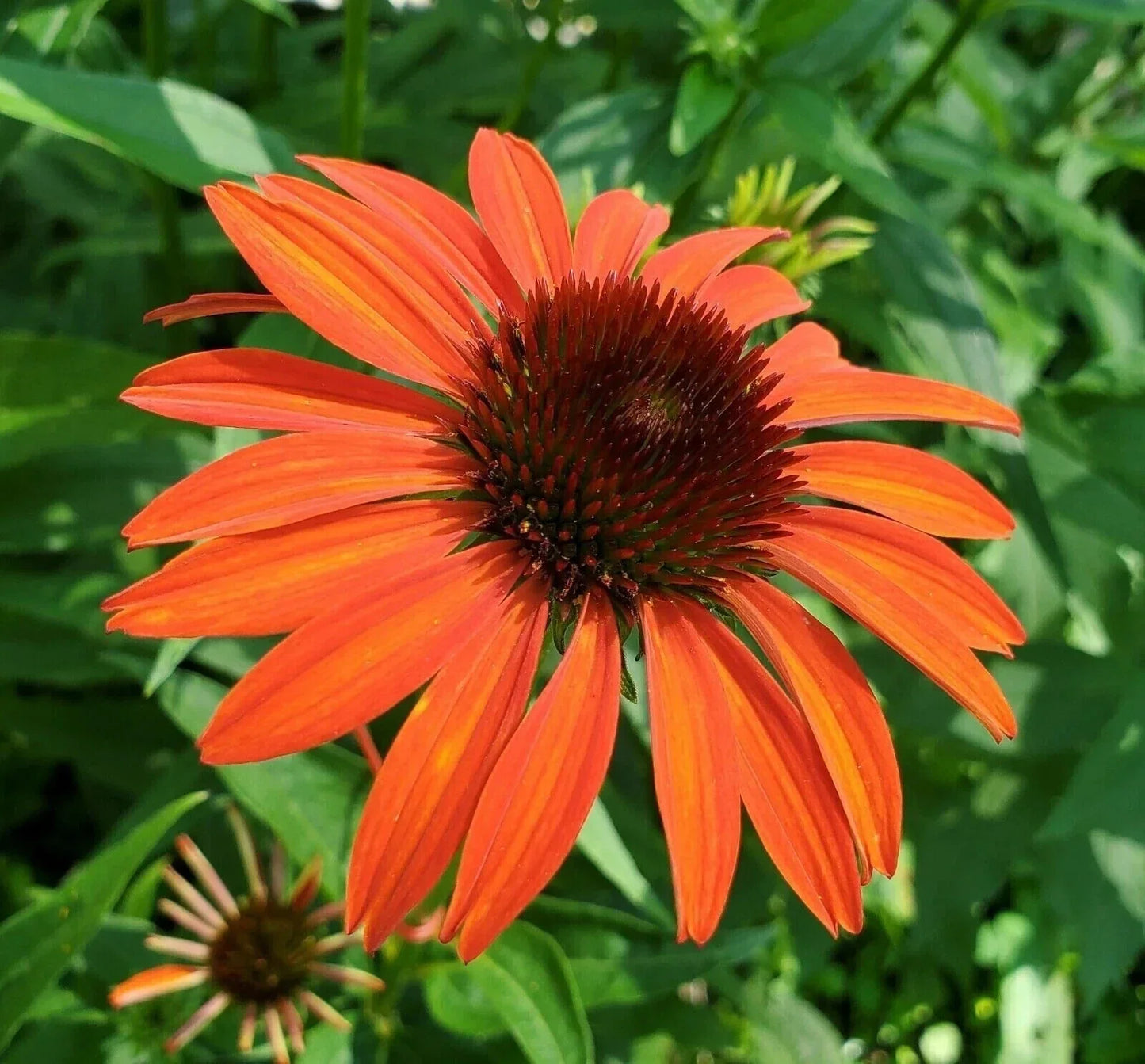 Orange Coneflower Seeds 200 Pack Echinacea purpurea Perennial for Garden Planting, Attracts Pollinators