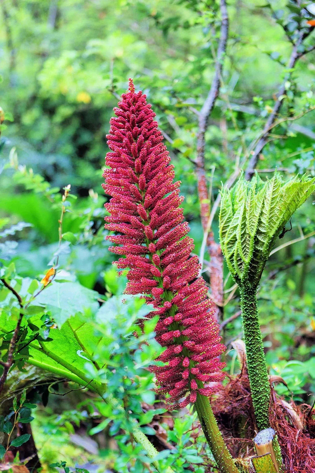 Chilean Rhubarb Seeds - Gunnera tinctoria - 30 Seeds for Garden