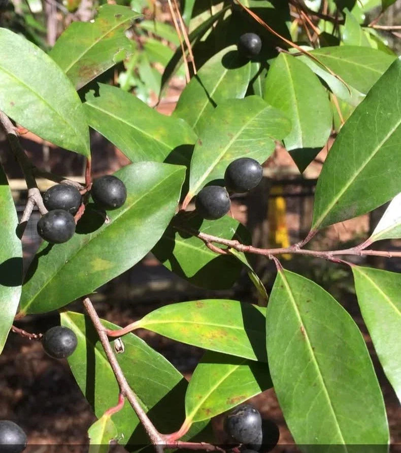 20+ Cherry Laurel Tree Seeds - Prunus caroliniana for Landscaping & Privacy Screens
