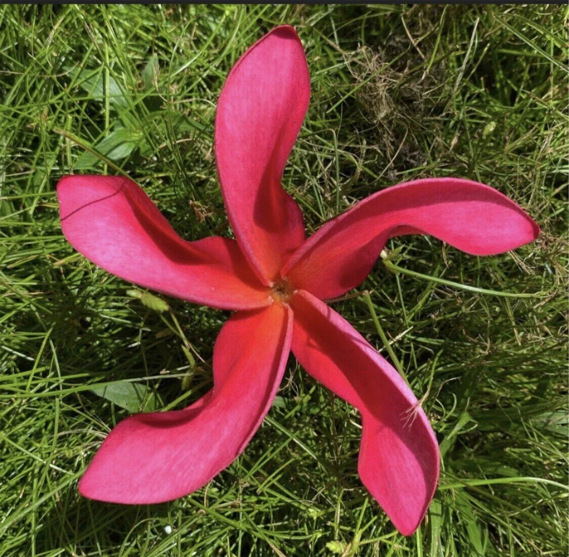 Rooted Plumeria Plant Cutting Cosmos Variety 20" with 1 Tip - Frangipani from Hawaii