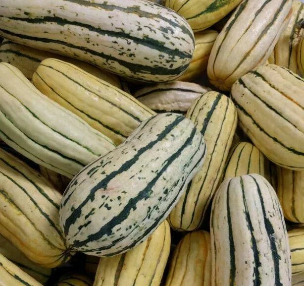 Delicata Squash Seeds - 20+ Heirloom Winter Squash Seeds for Garden | Cucurbita pepo